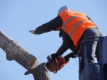 Tips to Save Some Money from the Tree Removal Cost