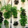 Plants Herbs