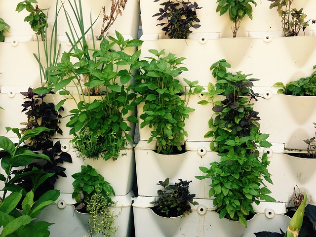 Plants Herbs