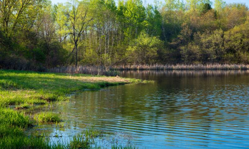 Make Your Pond Healthier